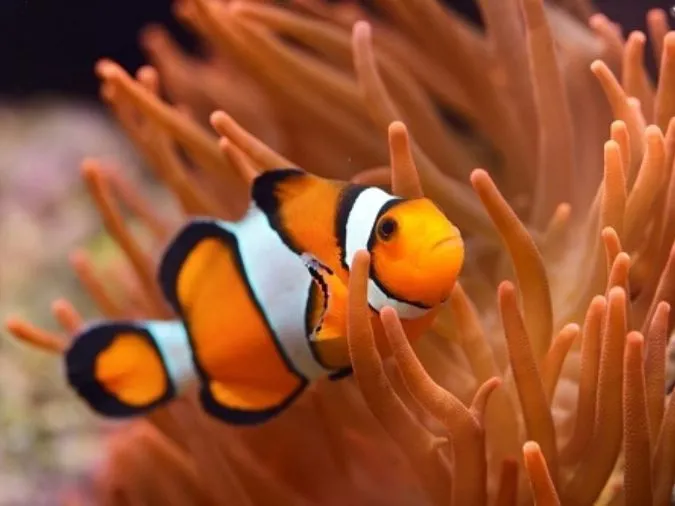 Top những loài cá đẹp nhất thế giới 8