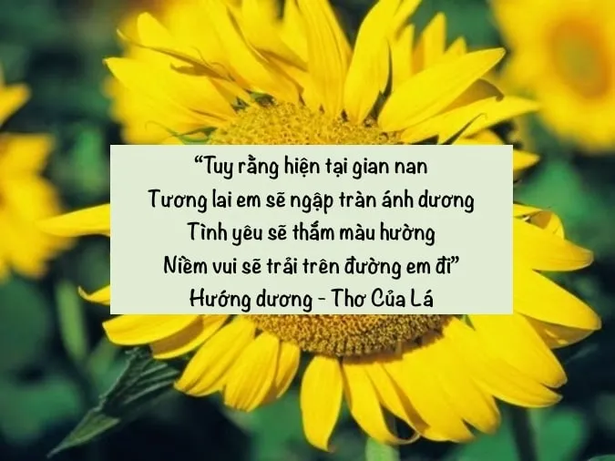 Những bài thơ về hoa hướng dương – loài hoa mặt trời 2