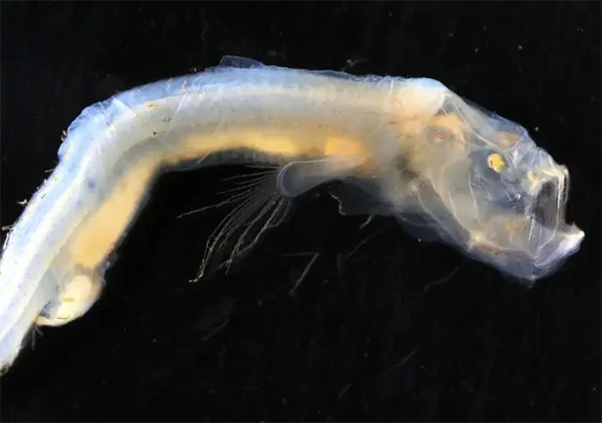 10 loài sinh vật quái dị mới được phát hiện dưới biển sâu 2