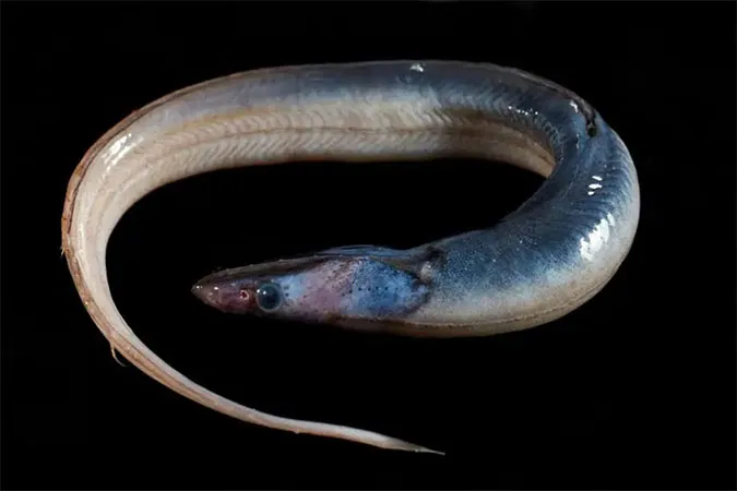 10 loài sinh vật quái dị mới được phát hiện dưới biển sâu 11