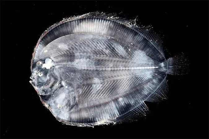 10 loài sinh vật quái dị mới được phát hiện dưới biển sâu 10