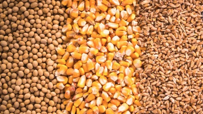 Bản tin thị trường hôm nay 11/11/2022: Giá ngô, đậu tương, lúa mì giảm mạnh 2