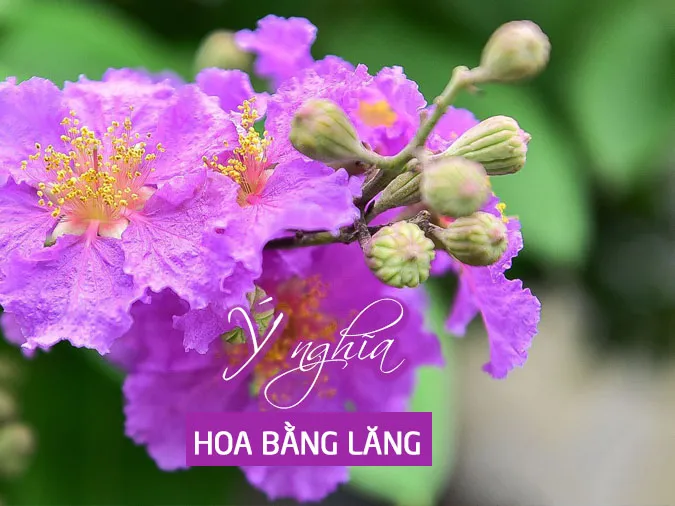 Ý nghĩa các loài hoa 19