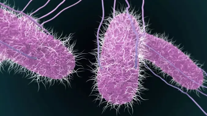 Vi khuẩn Salmonella nguy hiểm như thế nào? Có trong thực phẩm gì? 1
