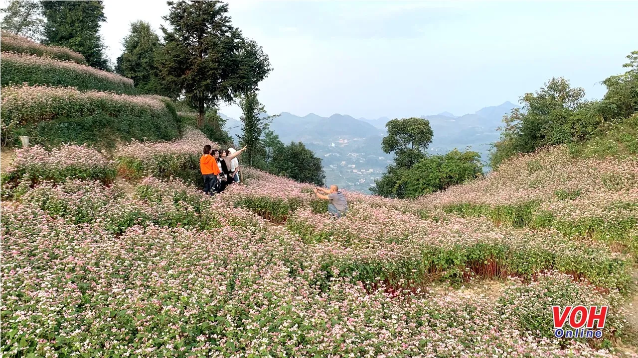 Lễ hội Hoa tam giác mạch 