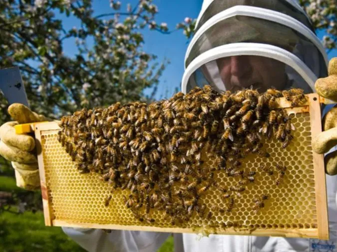 Con người đứng trước nguy cơ diệt vong nếu loài ong tuyệt chủng 1