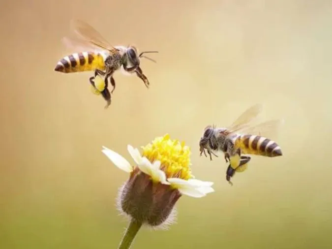 Con người đứng trước nguy cơ diệt vong nếu loài ong tuyệt chủng 2