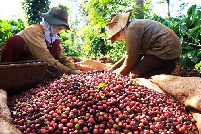 xuất khẩu cà phê