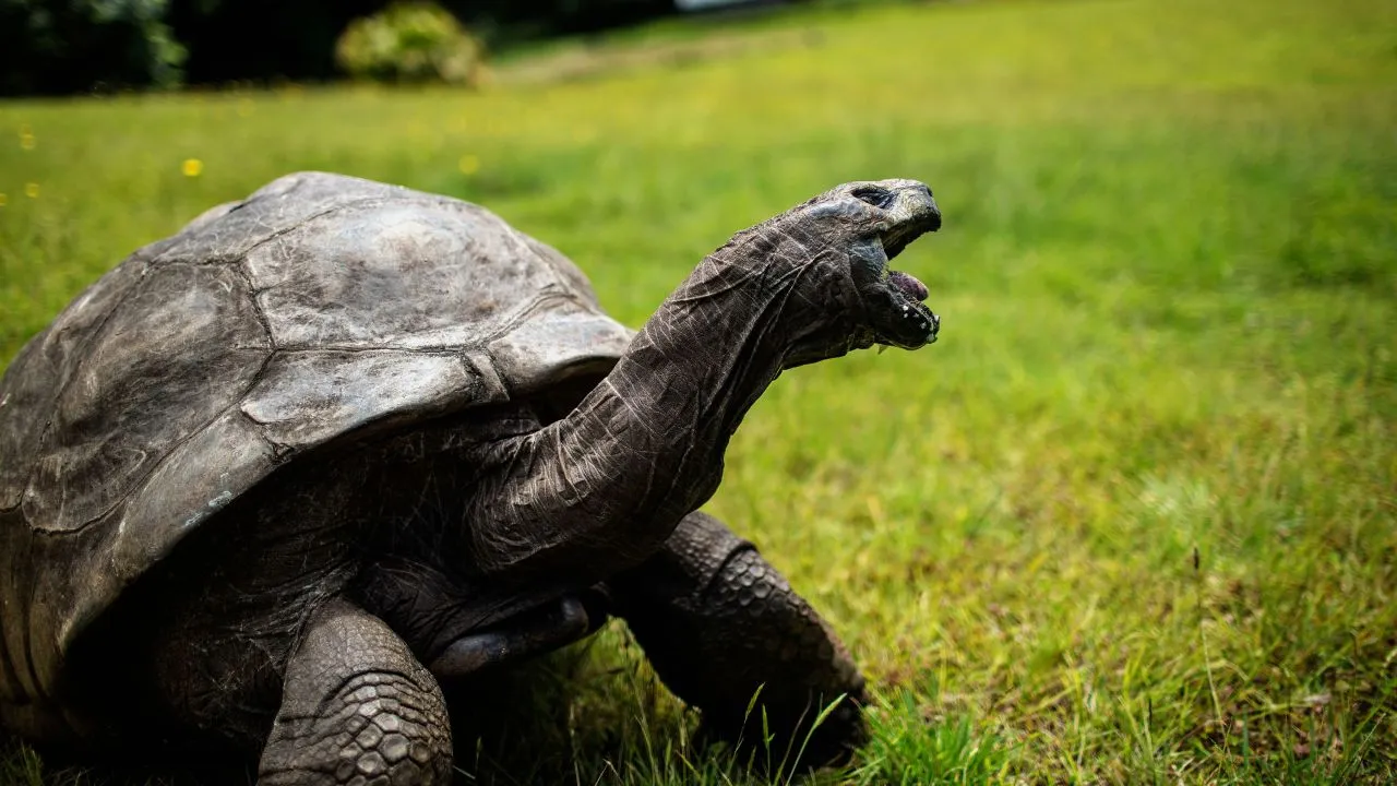 Cụ rùa sống lâu nhất thế giới đón sinh nhật thứ 190 1
