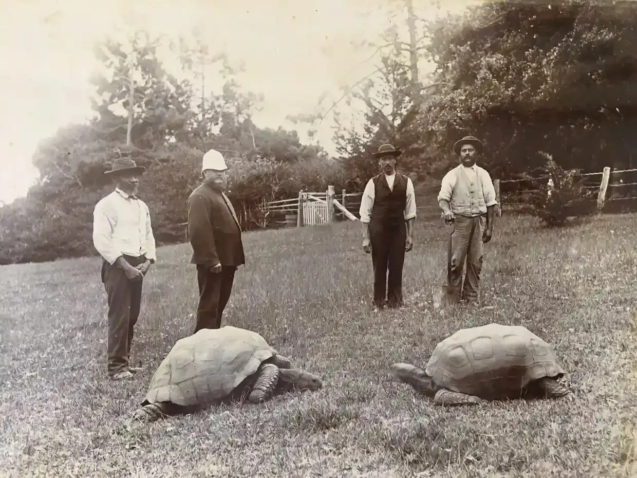 Cụ rùa sống lâu nhất thế giới đón sinh nhật thứ 190 2