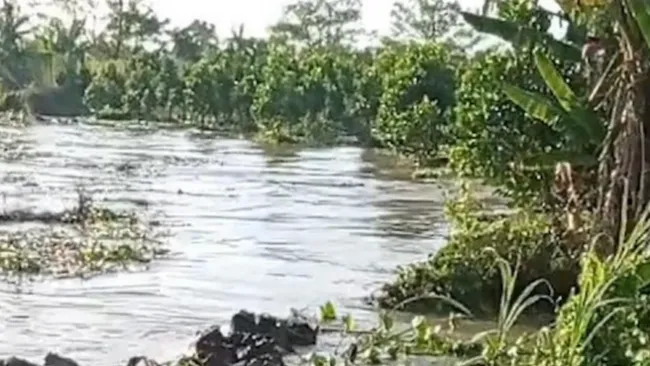 Vĩnh Long: Sạt lở khiến hàng chục căn nhà đổ ập xuống sông 1