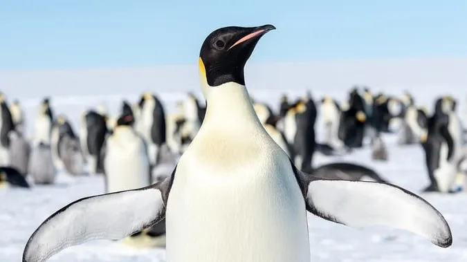 Nóng lên toàn cầu khiến 2/3 các loài ở Nam Cực có nguy cơ tuyệt chủng 1