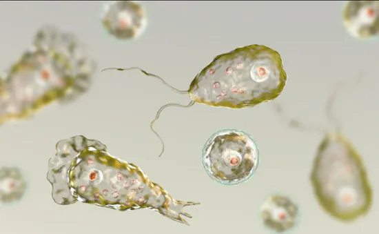 Hàn Quốc: Người đầu tiên nhiễm amip “ăn não người” đã tử vong 1