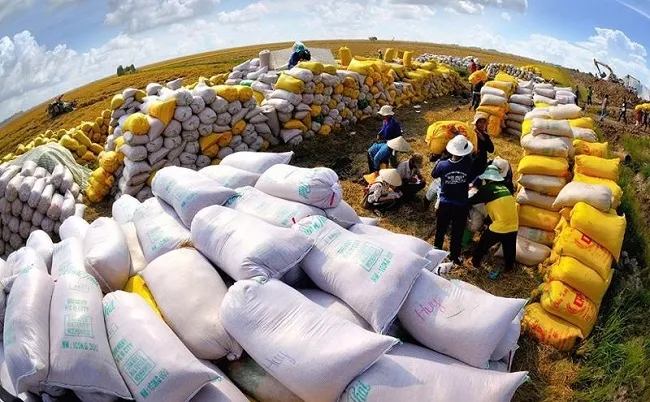 Giá lúa gạo hôm nay 29/12/2022: Xuất khẩu gạo Việt Nam sẽ tăng kỷ lục trong năm 2023 1