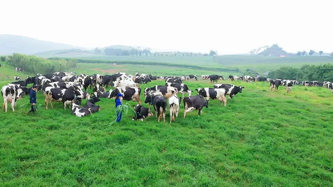 Hé lộ hình ảnh Thiên đường sữa tại Mộc Châu - kỳ quan tương lai của Tây Bắc 9