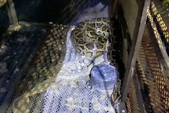 Người đàn ông bị con trăn siết cổ đến chết 1