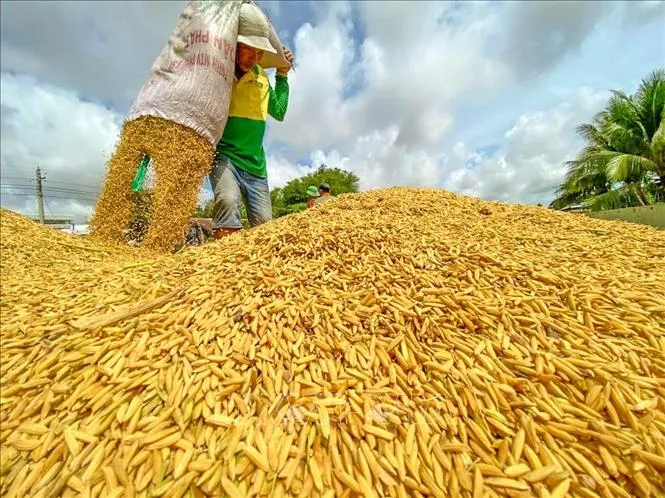 Giá lúa gạo hôm nay 4/1/2022: Giống lúa tôm được giá, nông dân thu lợi nhuận tốt 1