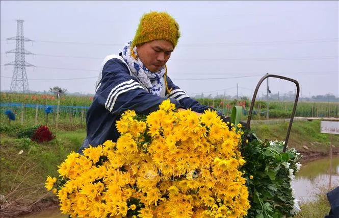 Người trồng hoa xã Mỹ Tân