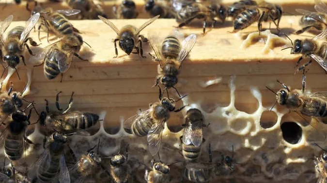 Mỹ cấp phép sử dụng loại vaccine đầu tiên trên thế giới dành cho loài ong 1