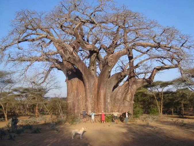 Ngỡ ngàng trước kích thước ‘khổng lồ’ những cây to nhất thế giới 9