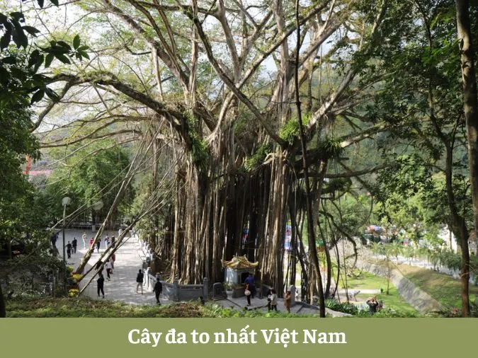 Ngỡ ngàng trước kích thước ‘khổng lồ’ những cây to nhất thế giới 12