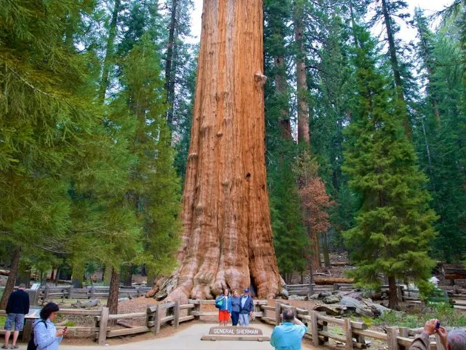 Ngỡ ngàng trước kích thước ‘khổng lồ’ những cây to nhất thế giới 1