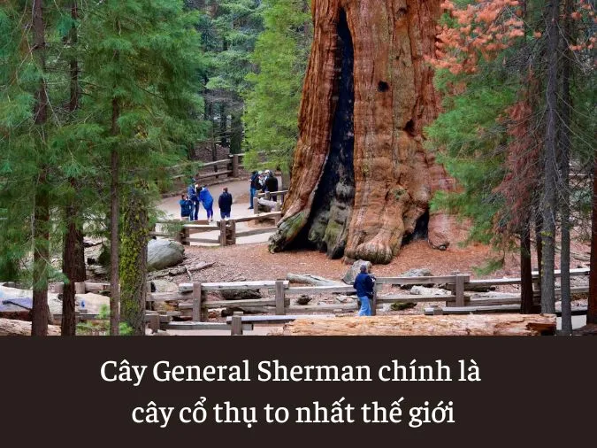 Ngỡ ngàng trước kích thước ‘khổng lồ’ những cây to nhất thế giới 2