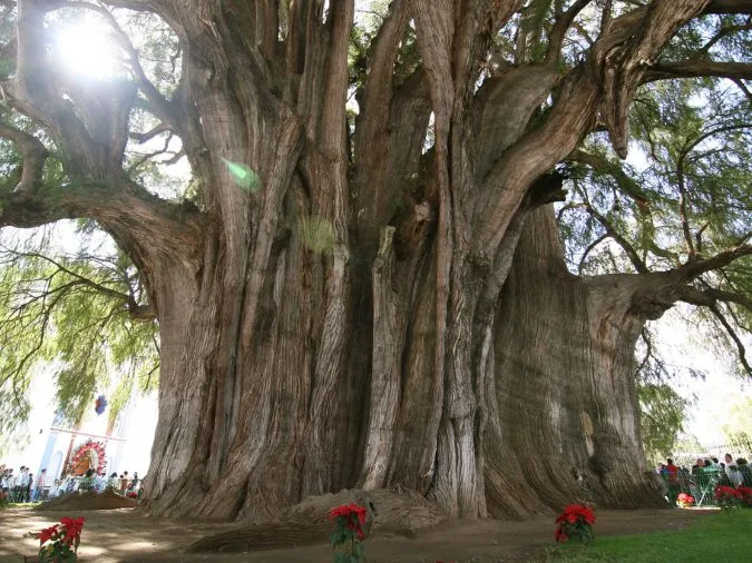 Ngỡ ngàng trước kích thước ‘khổng lồ’ những cây to nhất thế giới 4