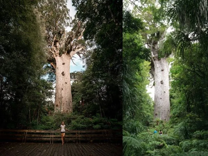 Ngỡ ngàng trước kích thước ‘khổng lồ’ những cây to nhất thế giới 5