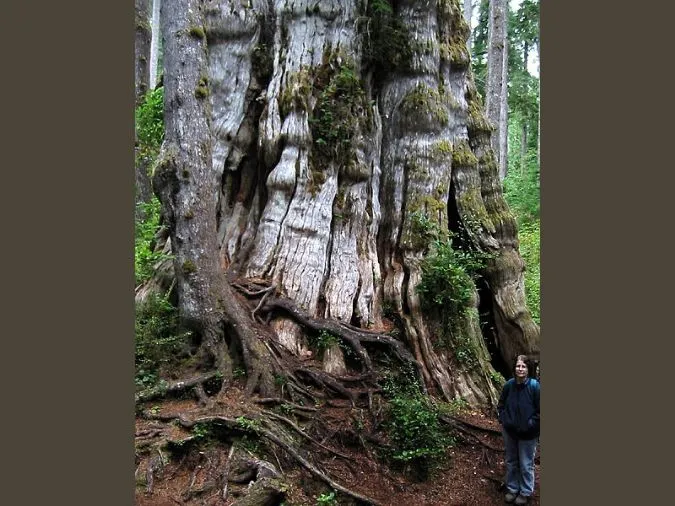 Ngỡ ngàng trước kích thước ‘khổng lồ’ những cây to nhất thế giới 6