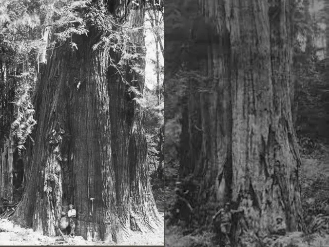 Ngỡ ngàng trước kích thước ‘khổng lồ’ những cây to nhất thế giới 7