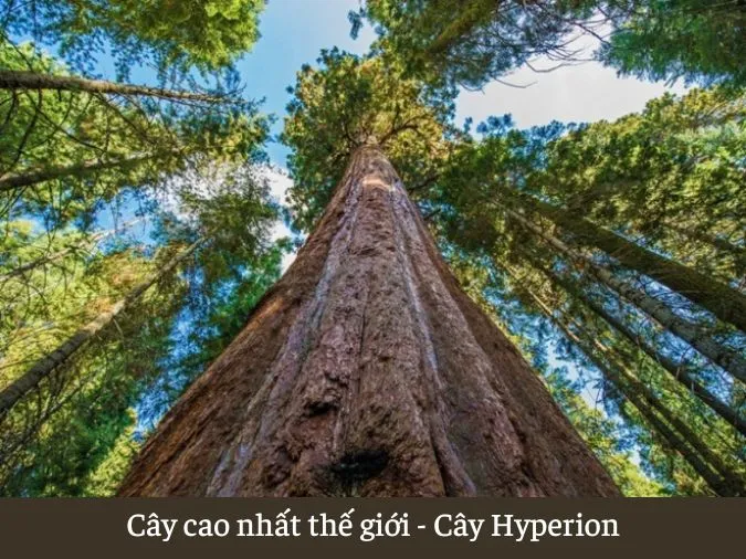 Ngỡ ngàng trước kích thước ‘khổng lồ’ những cây to nhất thế giới 8