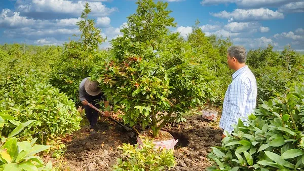 Làng mai Bình Lợi khoe sắc chuẩn bị đón Xuân 6