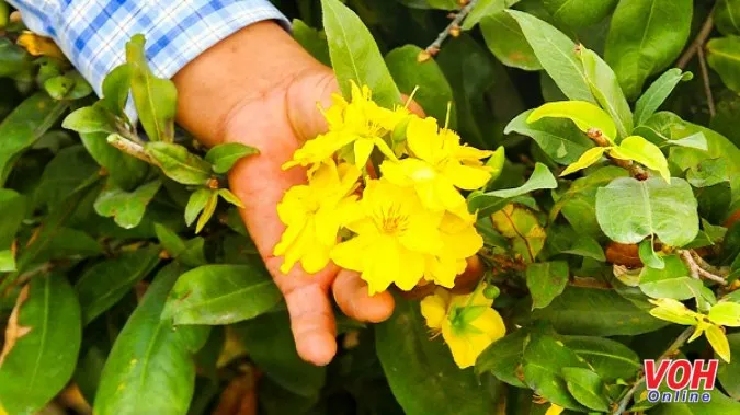 Nhà nông 4.0 không sợ thời tiết bất thường 2