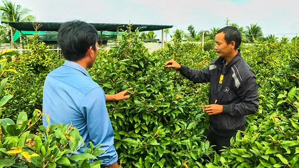 Làng mai Bình Lợi khoe sắc chuẩn bị đón Xuân 10