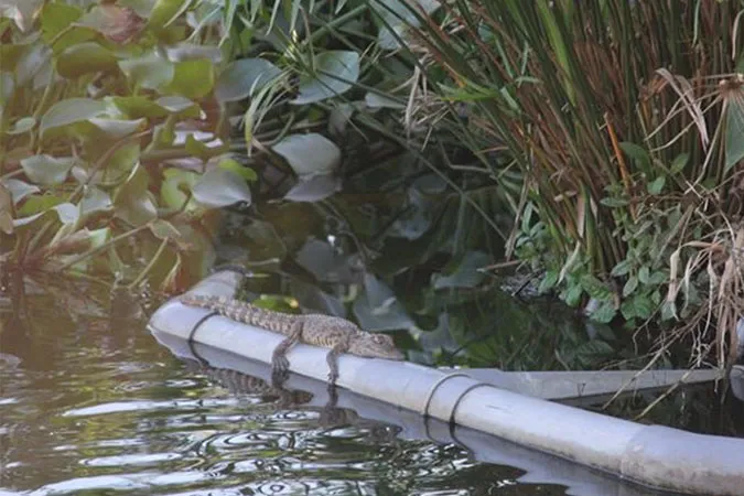 Quảng Trị: Một con vật nằm “phơi nắng” trên ống nước dưới hồ, nghi là cá sấu 1