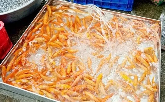 Giá cả thị trường hôm nay 14/1/2023: Thị trường đồ cúng ông Công, ông Táo 2