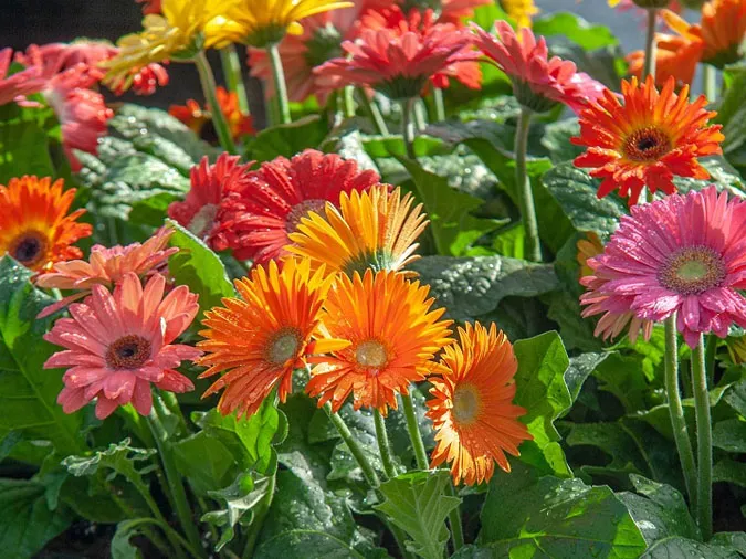 Gợi ý những loại hoa giúp làm đẹp không gian ngày Tết 2