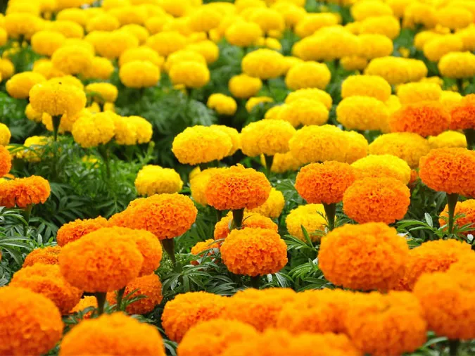 Gợi ý những loại hoa giúp làm đẹp không gian ngày Tết 10