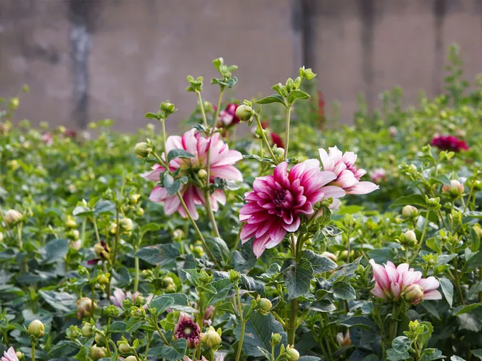 Gợi ý những loại hoa giúp làm đẹp không gian ngày Tết 4