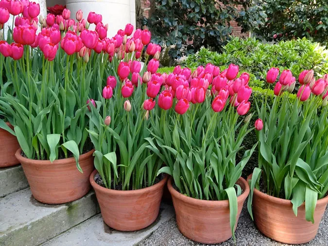 Gợi ý những loại hoa giúp làm đẹp không gian ngày Tết 5