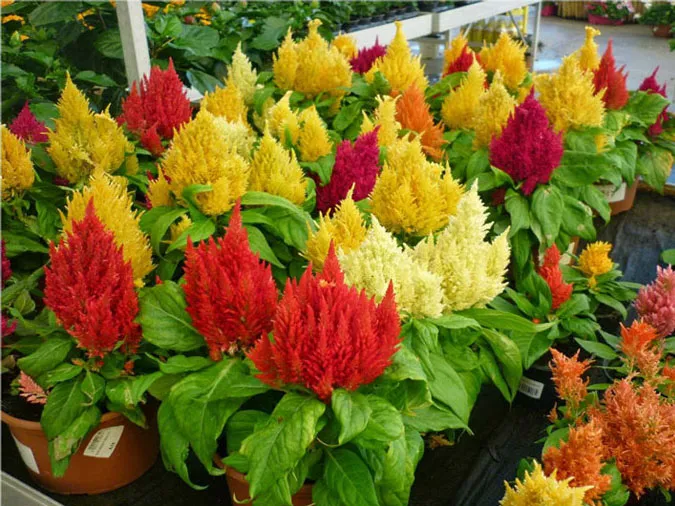 Gợi ý những loại hoa giúp làm đẹp không gian ngày Tết 6