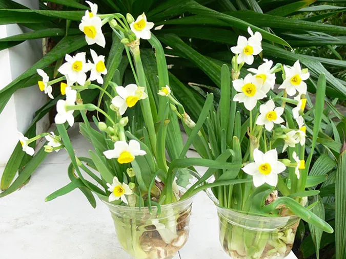 Gợi ý những loại hoa giúp làm đẹp không gian ngày Tết 7