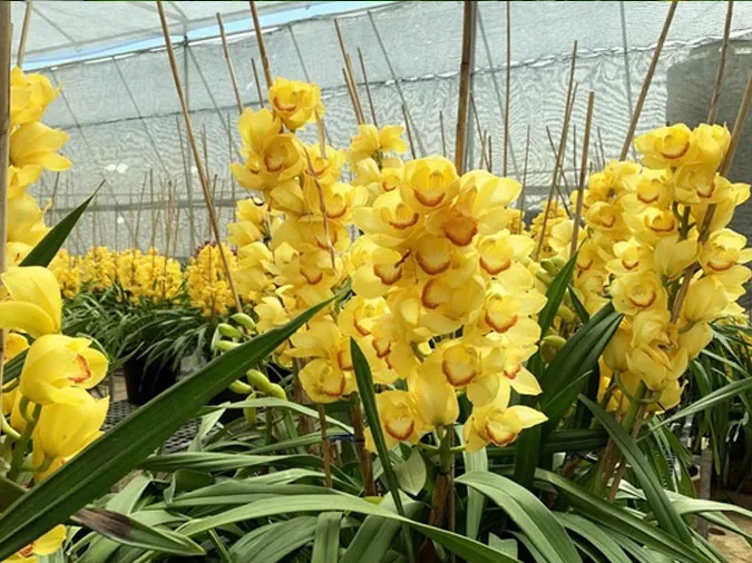 Gợi ý những loại hoa giúp làm đẹp không gian ngày Tết 8