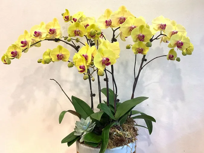 Gợi ý những loại hoa giúp làm đẹp không gian ngày Tết 9