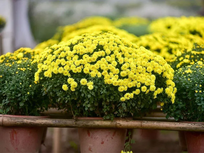 Gợi ý những loại hoa giúp làm đẹp không gian ngày Tết 1