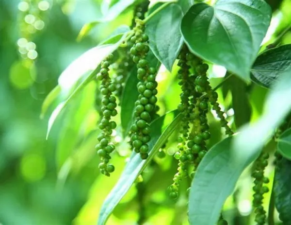 Giá tiêu hôm nay 17/1/2023