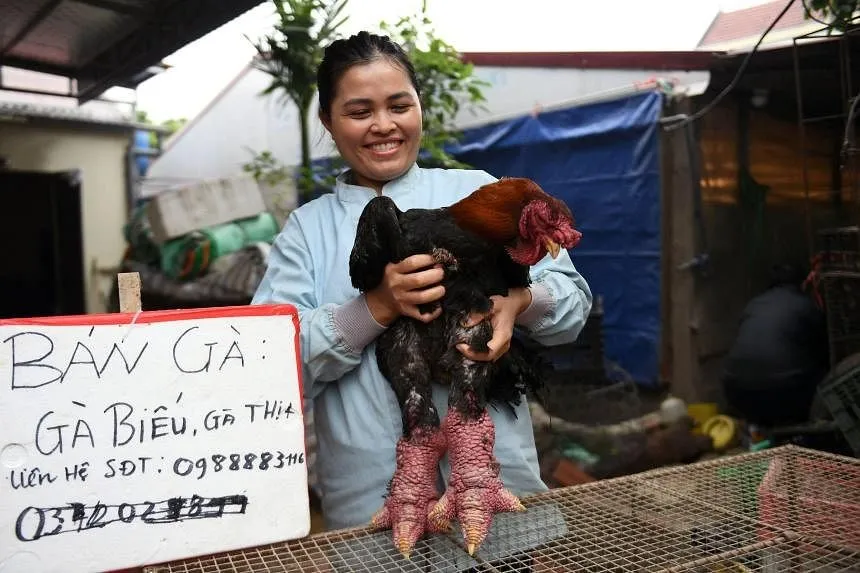 Gà Đông Tảo