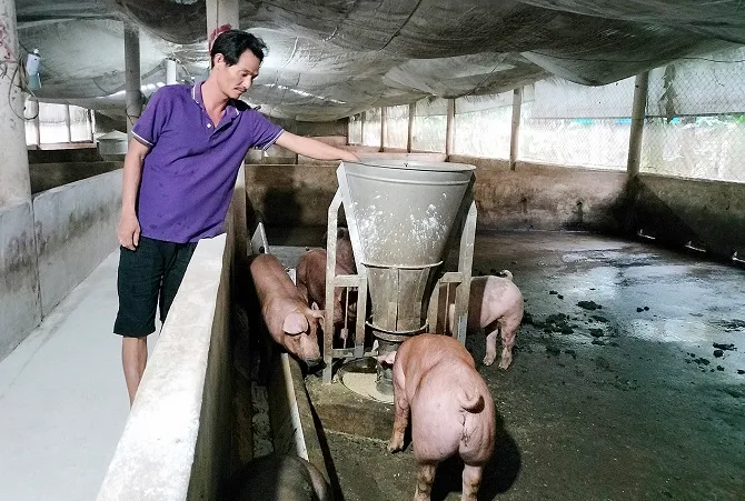 Giá heo hơi hôm nay 19/1/2023: Vài nơi tăng giá 1