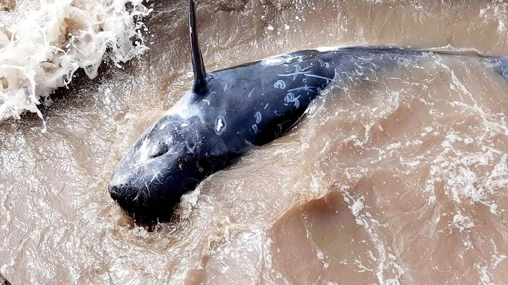 Cá heo nặng khoảng 200 kg bị mắc cạn, trôi dạt vào bờ.
